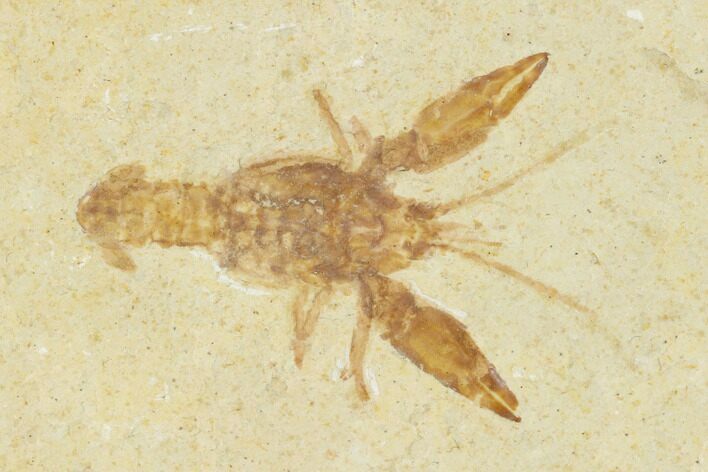 Fossil Lobster (Eryma) - Solnhofen Limestone, Germany #147130